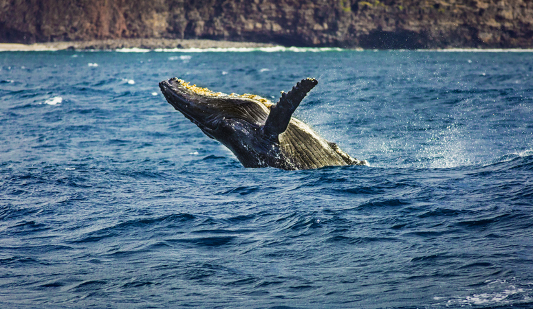 whale watching in kauai hawaii