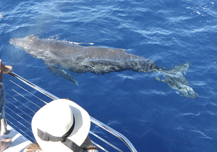 best whale watching tour in kauai