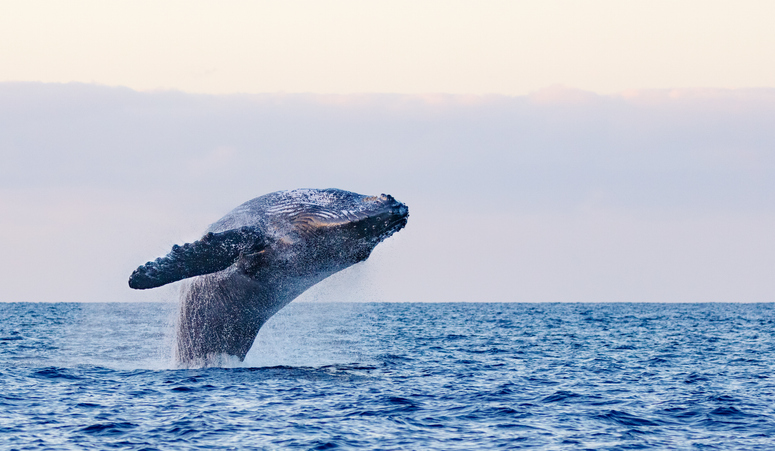 whale breaching while whale watching in kauai hawaii