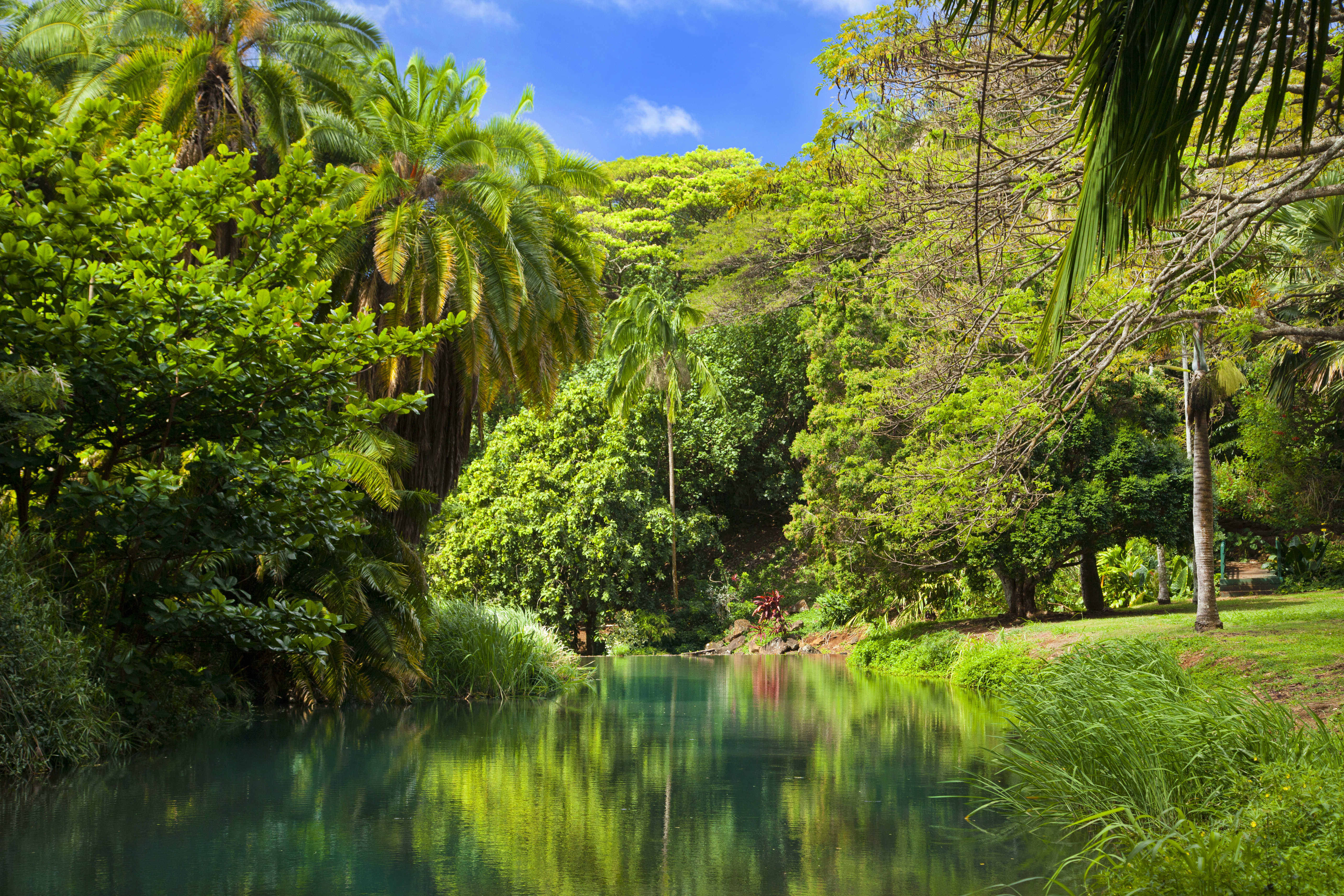 beauty in the national tropical botanical garden in kauai